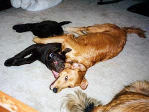 Soji and Soda wrestling