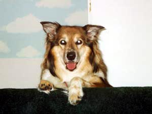 Toby guarding the homestead