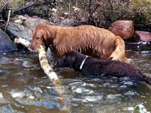 Zooey with her giant stick