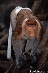 hey everybody! he's different than us...let's get 'im!