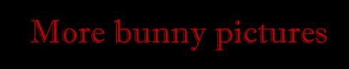 {More bunny pictures}