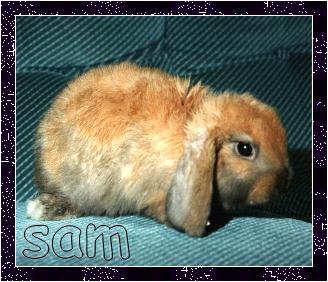 {my bunny sam}