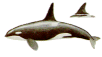 orca150.gif (2793 bytes)