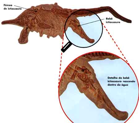 bebe ictiossauro