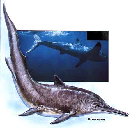 Mixosaurus