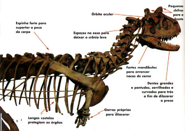 Esqueleto do CARNOTAURUS