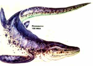 Mosasaurus