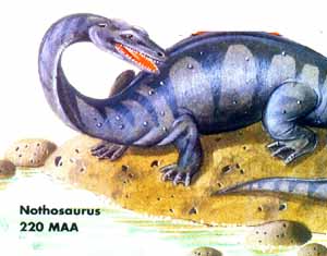 Nothosaurus