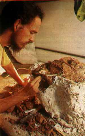 paleont�logo Max Langer