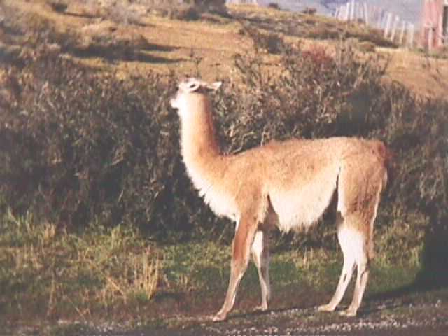 Een_jonge_lama_bij_ingang_park_Torres_del_Paine