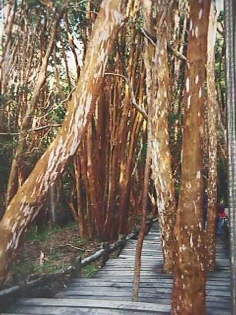 kaneelkleurige_bomen