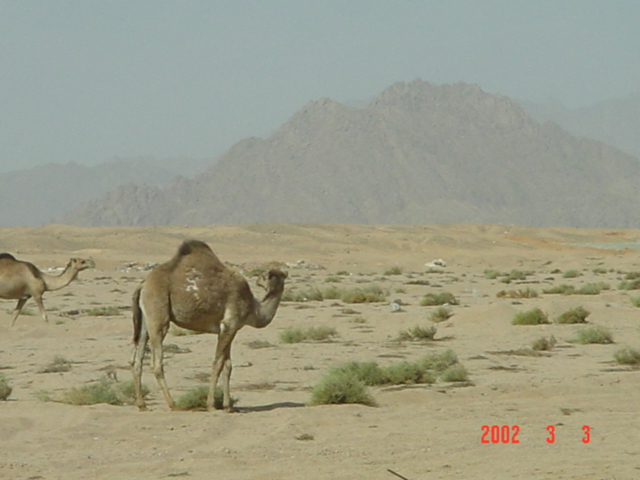 The Sadiki Cadillac!