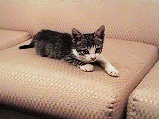 Oi, eu sou o Snowball, e voc�, quem �?