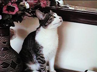  Clique aqui para ir a pagina seguinte