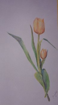 tulips