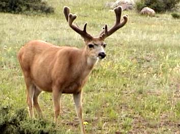 A mule deer in Rocky Mountain National Park.