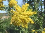 Sweet Goldenrod