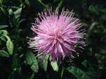 Bull 	Thistle