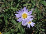 Low Aster