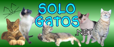 Dedicada exclusivamente al Gato y su mundo. Porque es nuestra gran compania de todos los dias. Desde Argentina, esto es Solo Gatos!