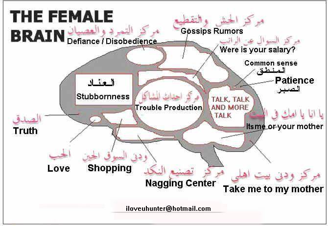 FemaleBrain.jpg