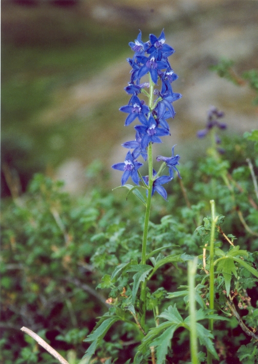 A beautiful Colorado wildflower in American Basin...a nice jeep ride Southwest from Lake City