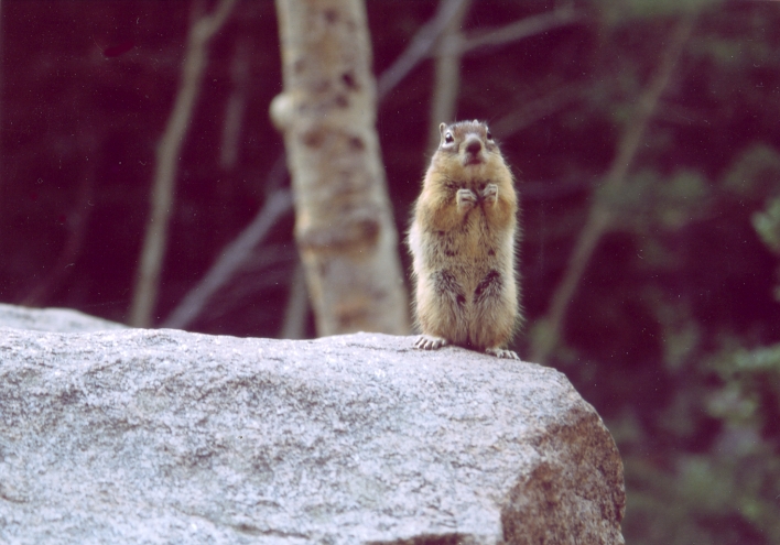 A chipmunk poses for the camera