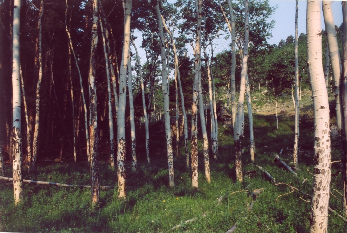 An grove of Aspen trees outside Estes Park