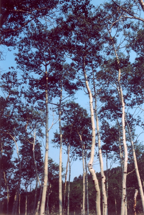 A group of Aspen trees in a valley near Bear Lake
