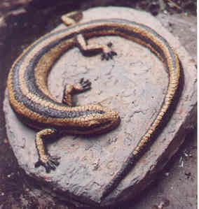 Lizard  40 cm long  $20.00