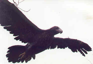 Wedge-tail eagle  2 m wingspan $110.00