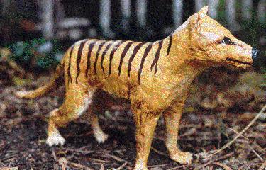 Tasmanian Tiger  25 cm long  $17.60
