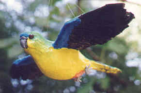 Orange-bellied parrot  25 cm long  $17.60