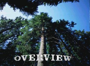 Overview of the City