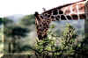 giraffe.jpg (34405 bytes)