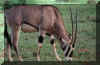 oryx.jpg (26866 bytes)