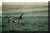 zebra.jpg (25833 bytes)