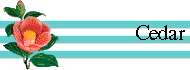  Cedar 