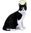 angelcat.gif (5003 bytes)