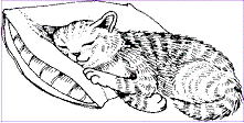 Pillow cat
