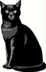 Black cat