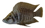 Altolamprologus calvus 'Black'