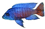 Aulonocara stuartgranti 'Ngara Flametail'