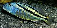 Aristochromis christyi