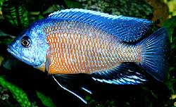 C. borleyi �Kadango�