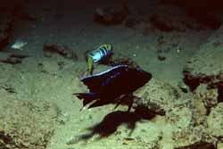 C. �Mloto Midnight�