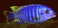 Petrotilapia �Small Blue�