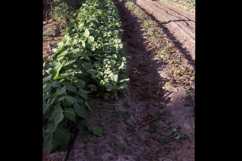 click to see larger version with description