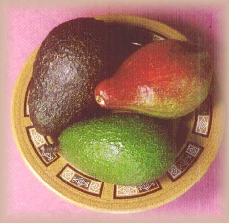 Native American Indian Avocado