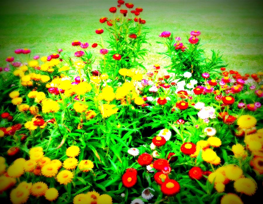 An oversaturation of flowers